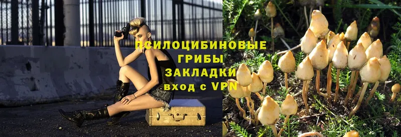 Псилоцибиновые грибы Psilocybe  Саки 